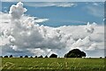 Pulham St. Mary: Field of wheat