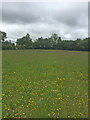 Field near The Mount Trig Point