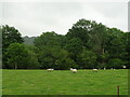 SD2986 : Sheep grazing and woodland, Lowick Bridge by JThomas