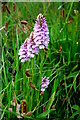 NG2149 : Spotted orchid by Tiger