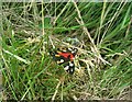 Scarlet tiger moth (Callimorpha dominula)