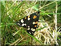 Scarlet tiger moth (Callimorpha dominula)