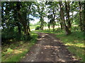 Llwybr ger Coed-weddus / Path near Coed-weddus