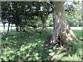 Llwybr ger Llwyn-y-neuadd / Path near Llwyn-y-neuadd