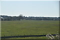 Pasture near Kingsnorth