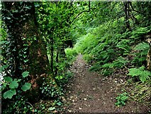 H4772 : Overgrown path along the Camowen River by Kenneth  Allen