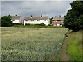 Wheat field and houses on Leam Lane