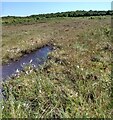 Peat bog: Greenhead Moss