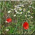 Poppies and ox-eye daisies near Coven, Staffordshire