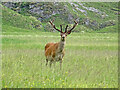 NH0747 : Red Deer Stag by Adam Ward