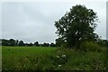 Field boundary beside Carr Lane