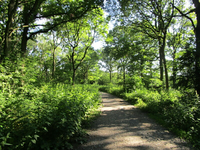 Track in Twyford Wood © Jonathan Thacker :: Geograph Britain and Ireland