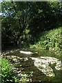 Flowering water plants