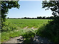 Entrance to Sugar Beet field