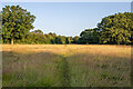 Footpath through pasture, Butts Green