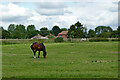 Grazing south-east of Weston in Staffordshire