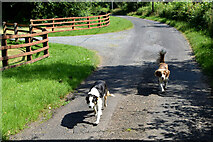 H5171 : Friendly dogs, Recarson by Kenneth  Allen