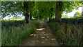 Tree lined Bridleway