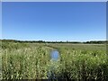 Overlooking The Fens