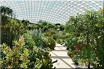 SN5218 : National Botanic Garden of Wales: Greenhouse, South Africa section by Michael Garlick