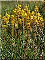 Bog Asphodel (Narthecium ossifragum)