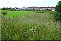 Field at Craigbo