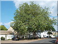 Giant tree, Hemingford Abbots