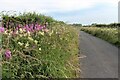 Fireweed and meadowsweet in a roadside verge