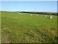 Sheep in a field