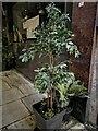 Planter outside a Chinese restaurant in Golders Green