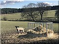 NZ2938 : Spring Lamb by David Robinson