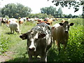 TL3470 : Curious cows off the Ouse Valley Way by Peter S