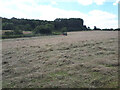 ST7041 : Haymaking near Weston Town by Vieve Forward