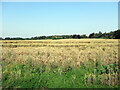 Ripening crop at Church Farm Stratford upon Avon