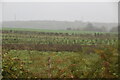 Misty farmland