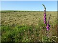 Foxglove and a hay field