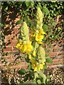 Common Mullein (Verbascum thapsus) - close look