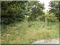 Bridleway by Sherburn Whins