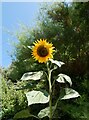 Giant sunflower, Folkestone