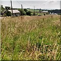 Overgrown field on Yieldshields Road