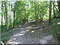 Footpath in the wood