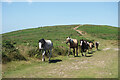 SS5189 : Ponies on Talbot's Road by Des Blenkinsopp