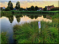 Pond at Portishead Ecology Park