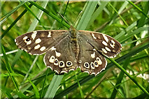 NJ5441 : Speckled Wood Butterfly (Pararge aegeria) by Anne Burgess