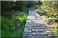 Boardwalk in Corncockle Plantation