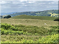 Cross Dyke near Ratlinghope Hill