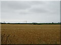 Cereal crop, Balhouffie