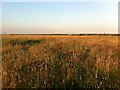 Field to the east of Newdigate Colliery site