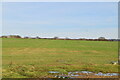 Flat farmland, Haxted Mead