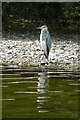 NY2621 : Heron on Lord's Island by DS Pugh